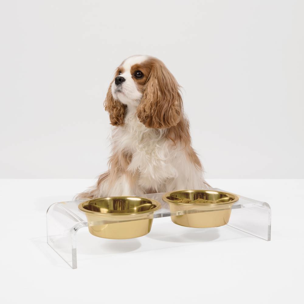 Small Clear Double Pet Bowl Feeder with Gold Bowls | Options