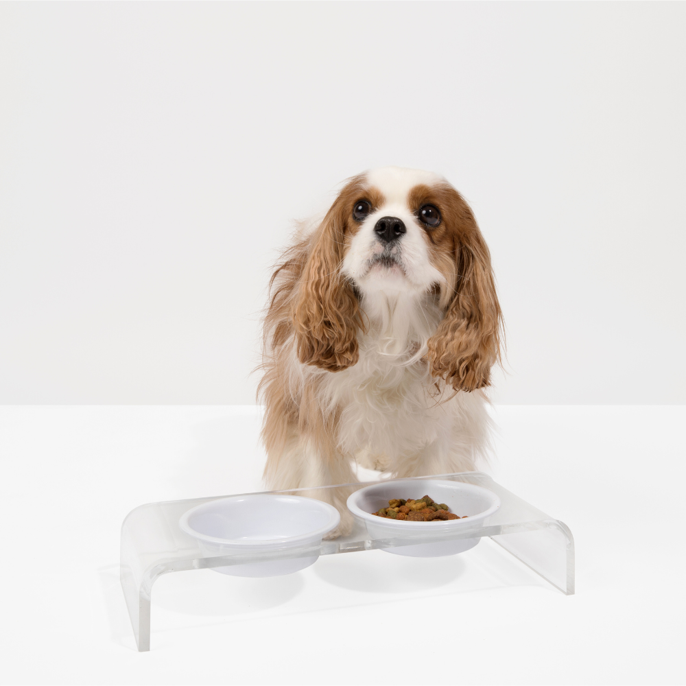 Small Clear Double Pet Bowl Feeder with Color Bowls | Options