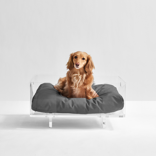 Clear Rectangular Lucite Dog Bed