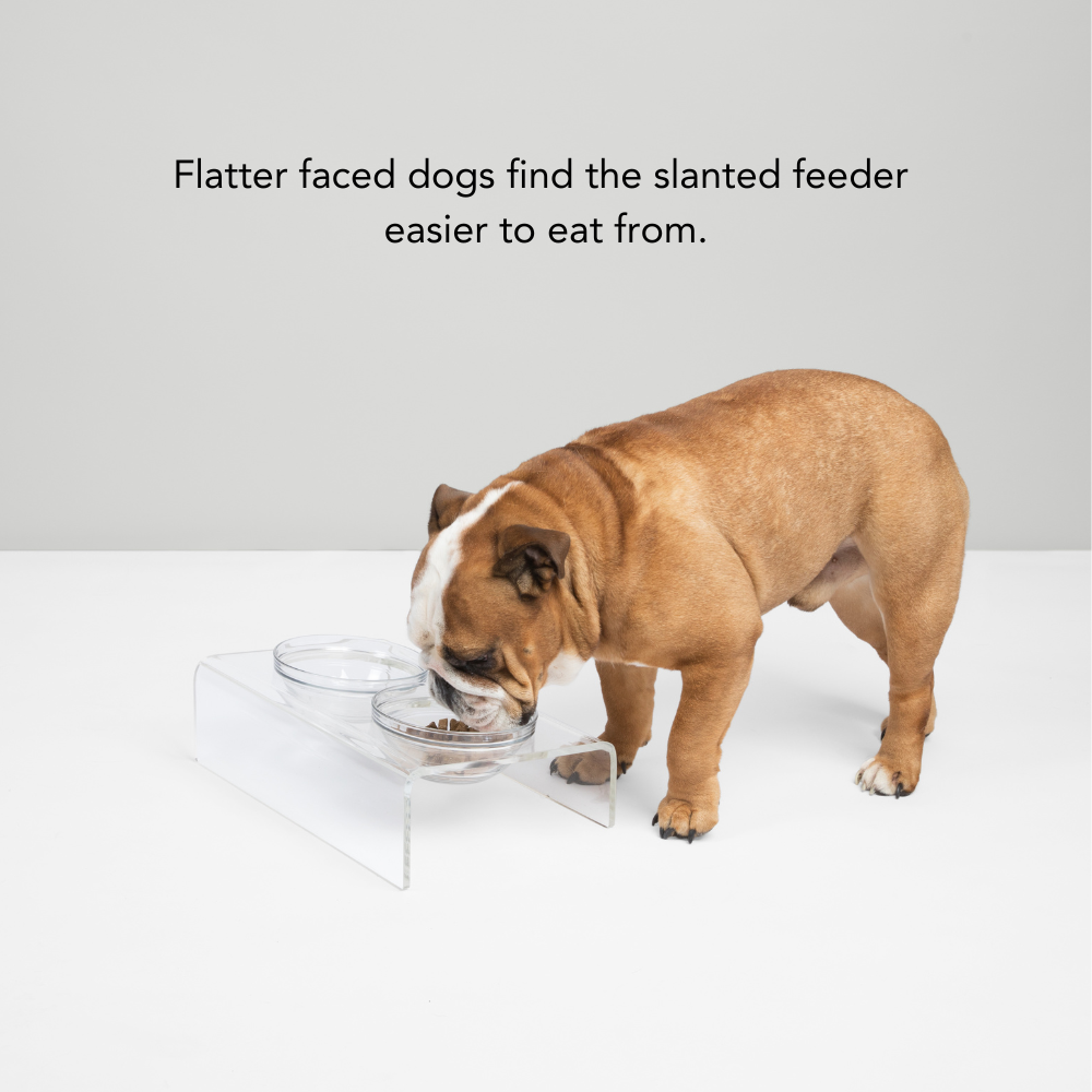 hiddin clear lucite slant dog feeder bowl