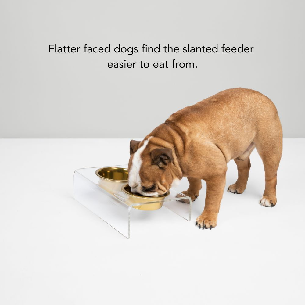 hiddin clear lucite slant dog feeder gold bowl