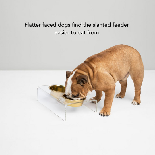 Clear Slanted Gold Bowl Feeder | Options