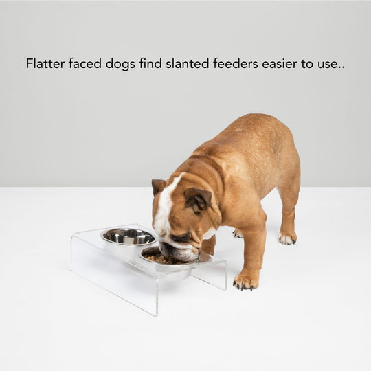 Clear Slanted Silver Bowl Feeder | Options