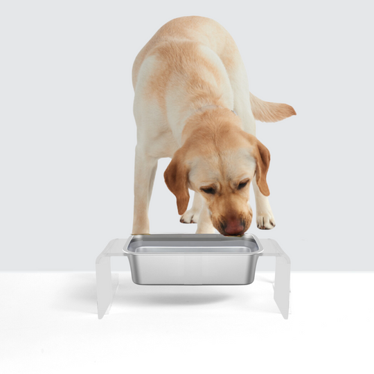 Clear Trough Dog Bowl Feeder | Options