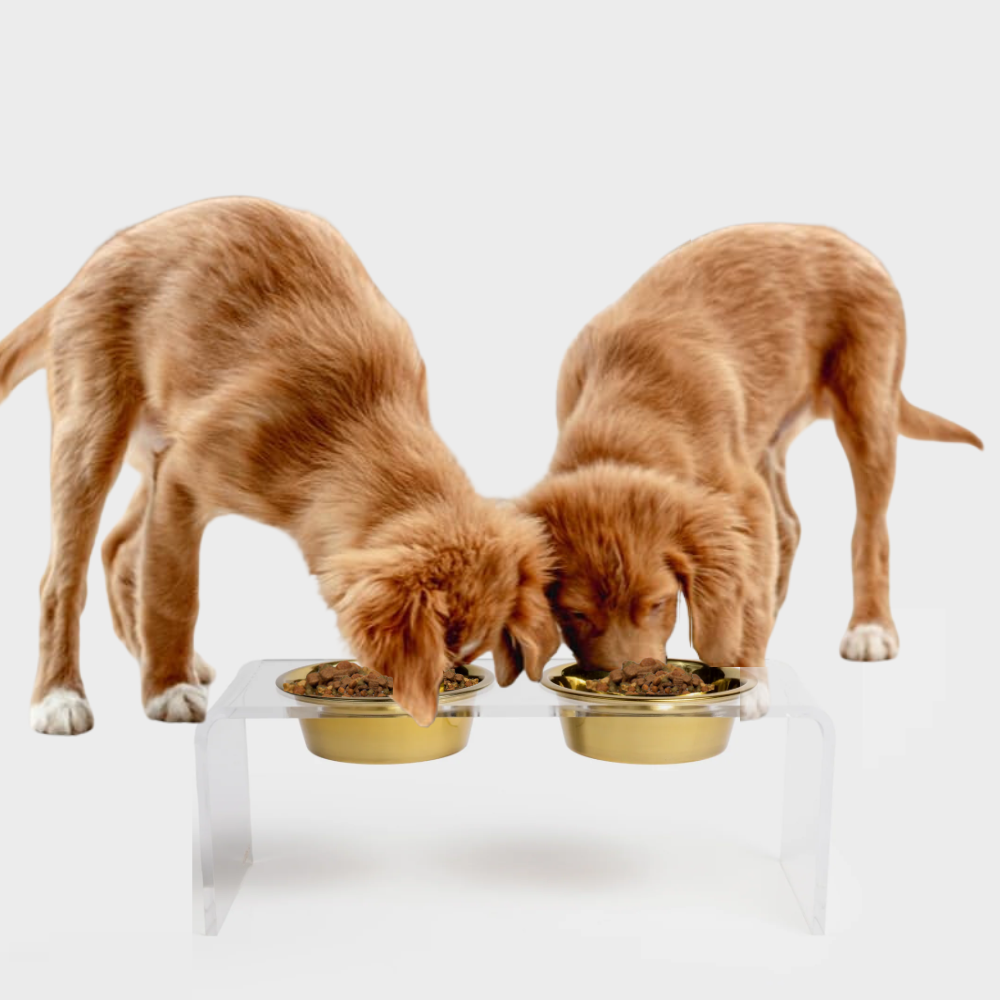 Medium Clear Double Pet Bowl Feeder with Gold Bowls | Options