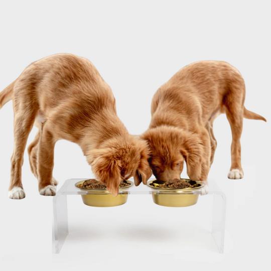 Medium Clear Double Pet Bowl Feeder with Gold Bowls | Options