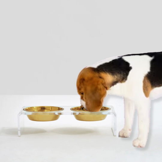 Small Clear Double Pet Bowl Feeder with Gold Bowls | Options