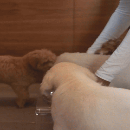 Medium Triple Gold Feeder