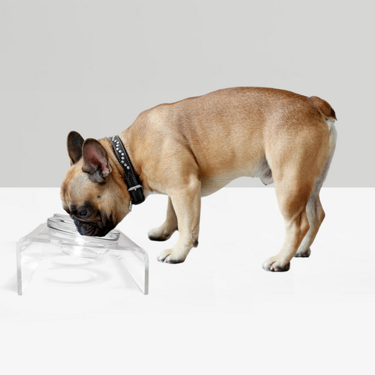 Clear Slanted Glass Bowl Feeder | Options