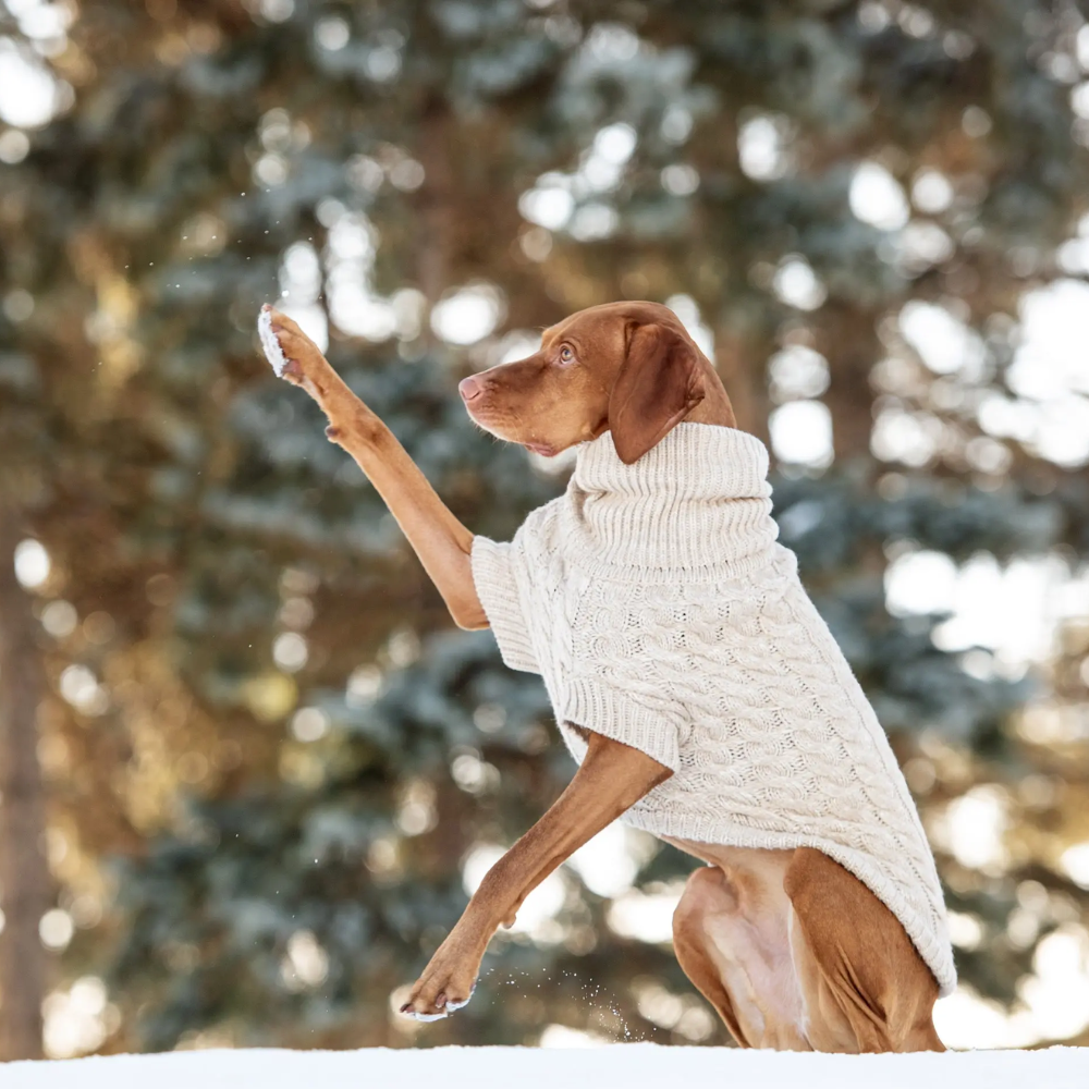 Solid Cable Knit Dog Sweater | Options