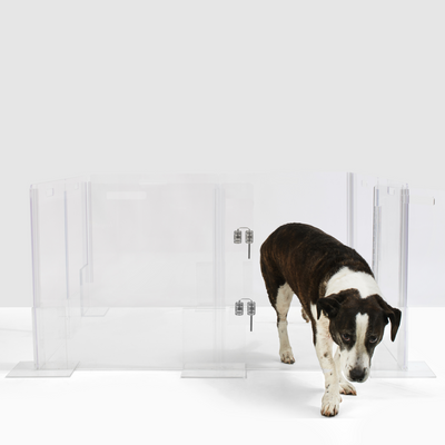 Dog Coming Out from Clear Pet Playpen