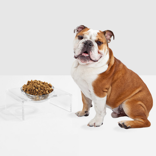Single Glass Bowl Feeder