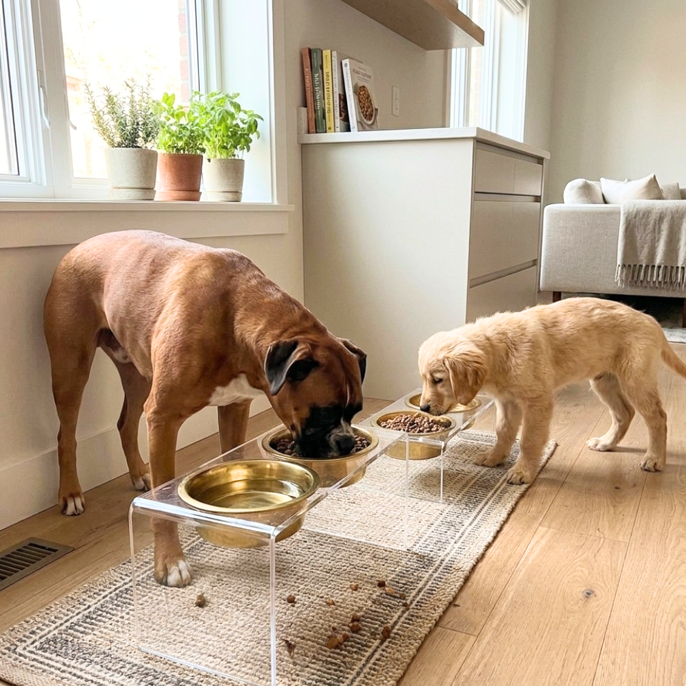 Tall Gold Double Feeder