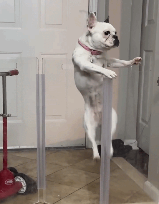 Wall Mount Zig Zag Gate (Tall)