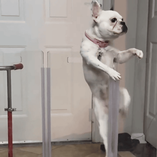 Wall Mount Zig Zag Gate (Tall)