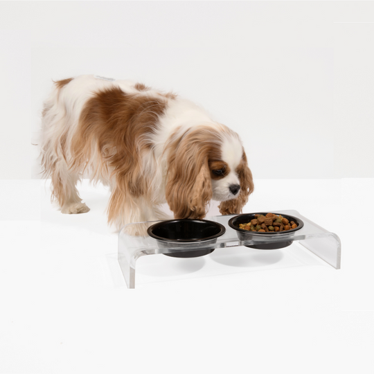 Small Clear Double Pet Bowl Feeder with Color Bowls | Options