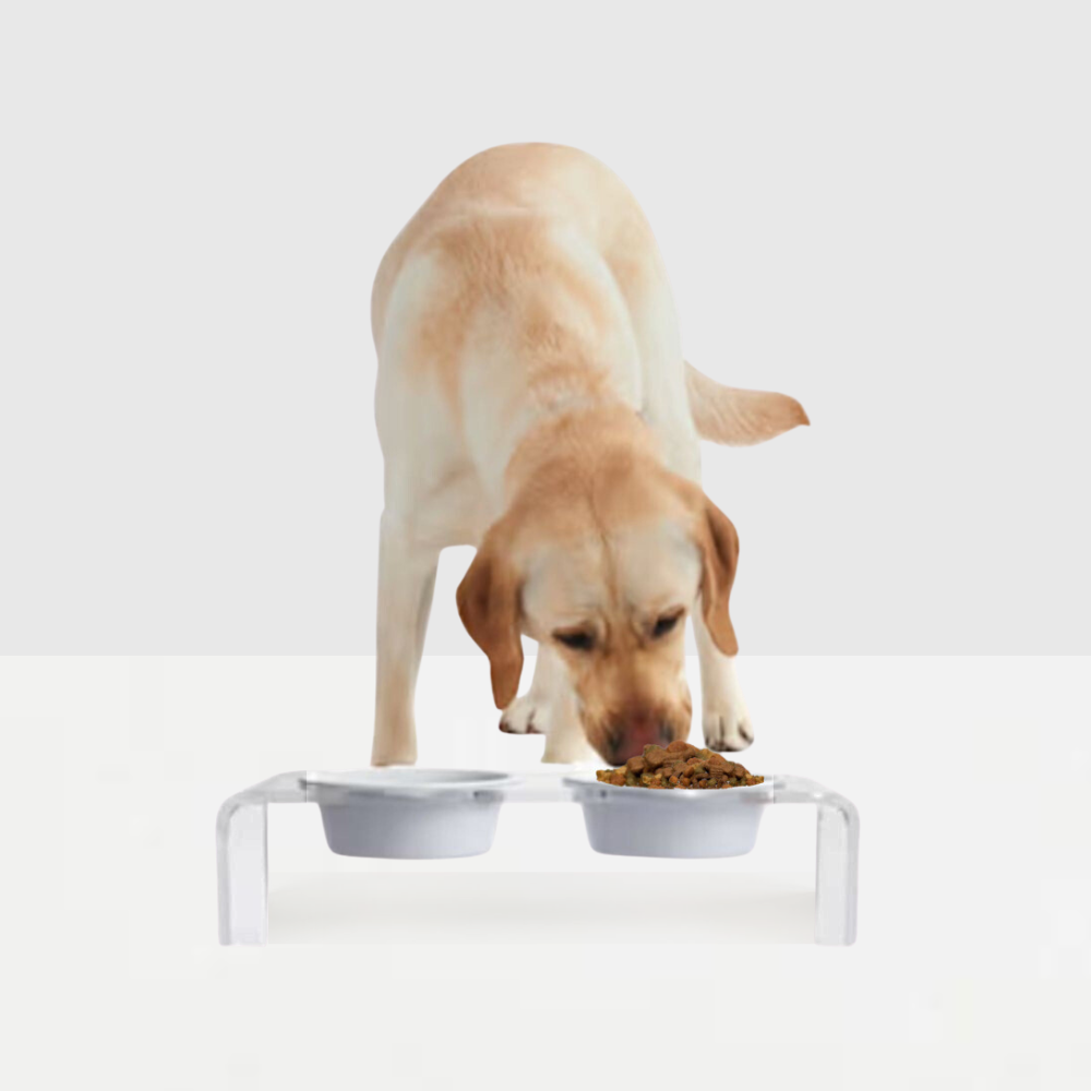 Small Clear Double Pet Bowl Feeder with Color Bowls | Options