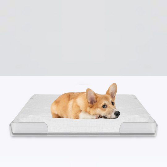 Clear Pet Tray Bed | Options