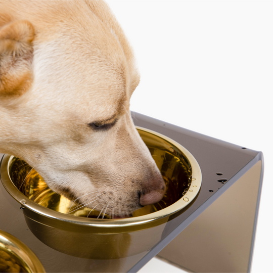 hiddin bronze brown lucite dog bowl feeder