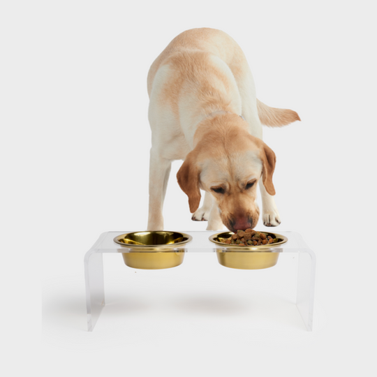 hiddin clear lucite gold bowl dog feeder