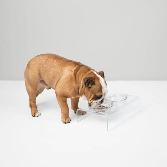 Slant Glass Bowl Feeder