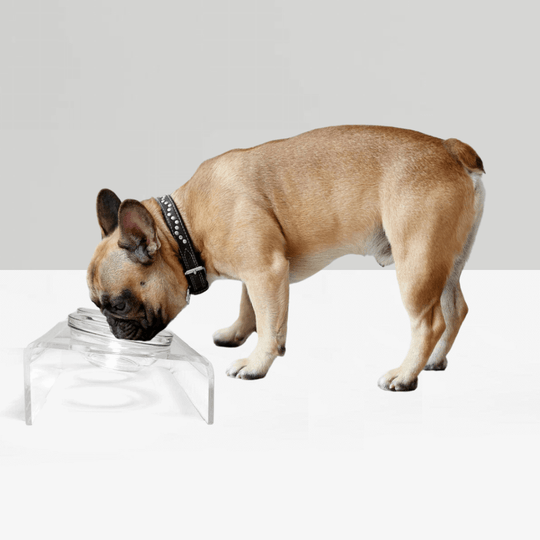 Monogram Slant Glass Bowl Feeder