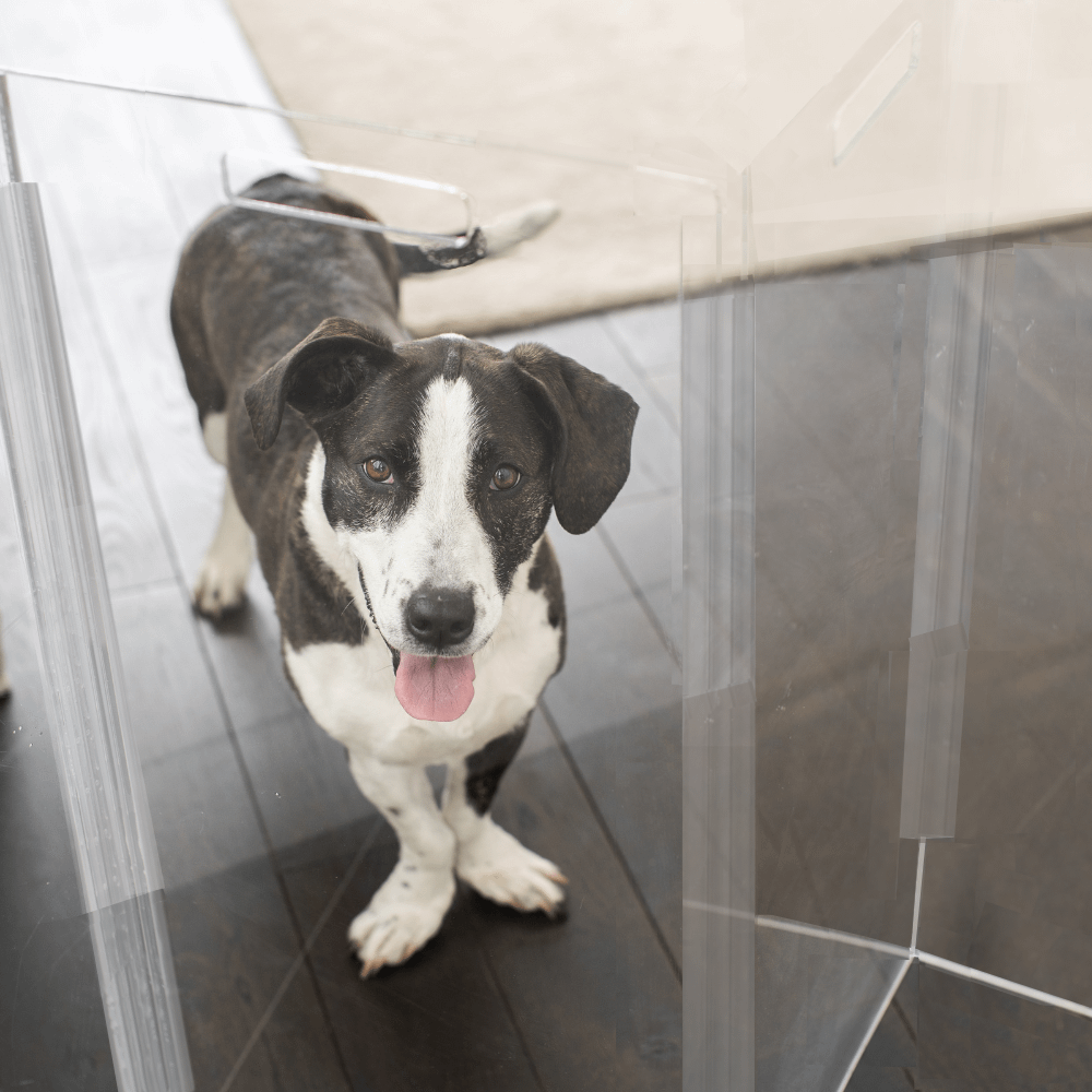 Xifamniy Clear Pet stair gate,122cm Stair gates for baby Child stair gate, stair gates for dog für Stufen und Gänge Xifamniy Clear Pet stair gate,122cm Stair gates for baby Child stair gate, stair gates for dog für Stufen und Gänge