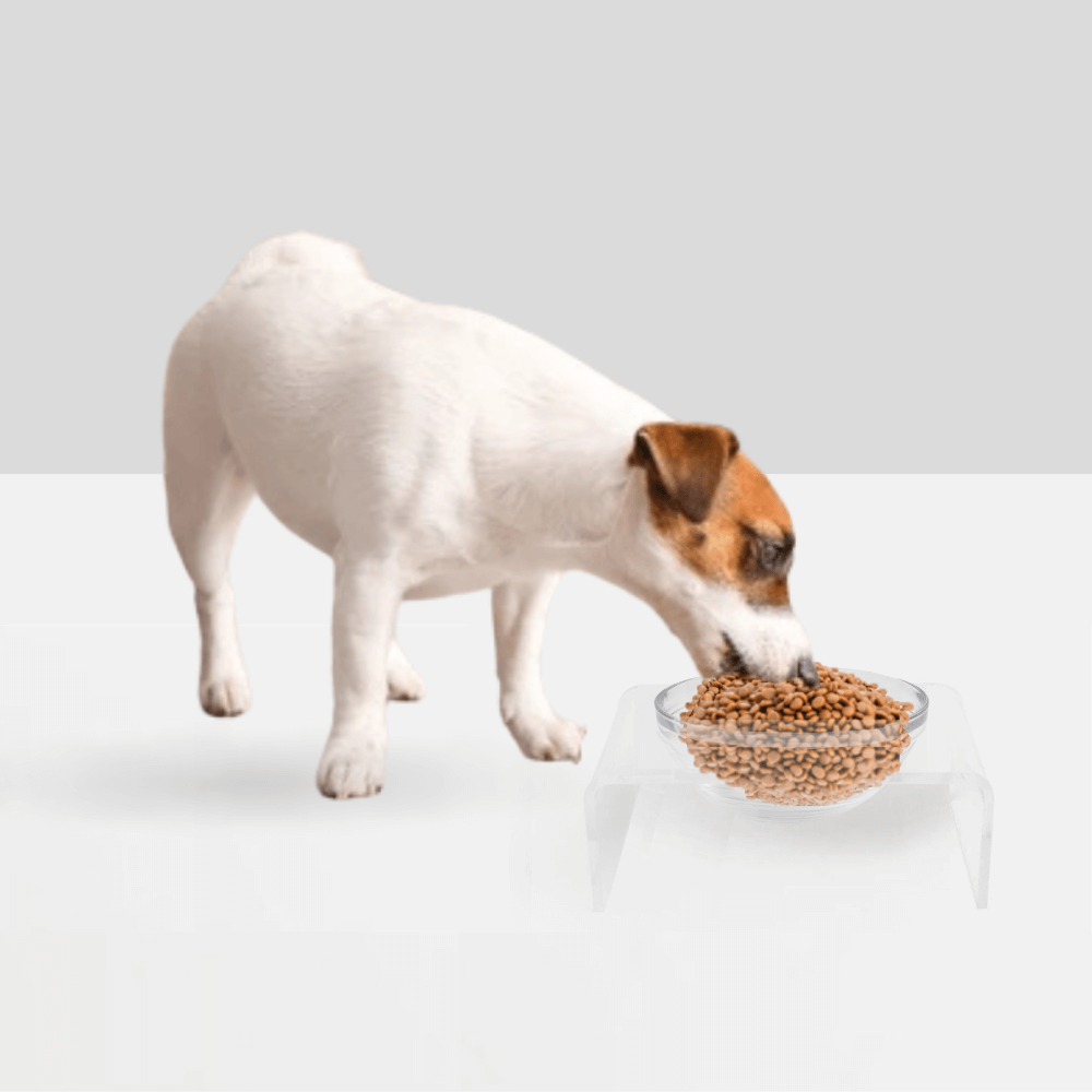 Single Glass Bowl Feeder