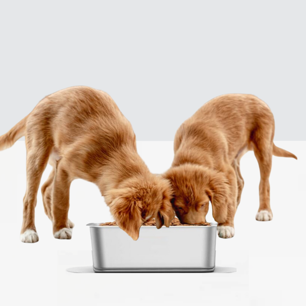 hiddin lucite trough pet bowl feeder