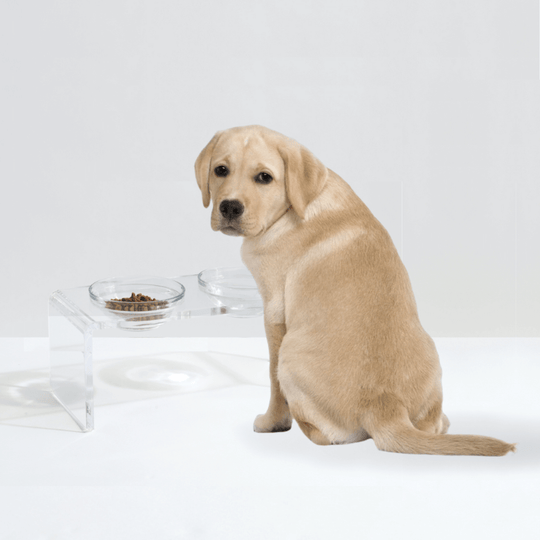 Medium Glass Bowl Feeder