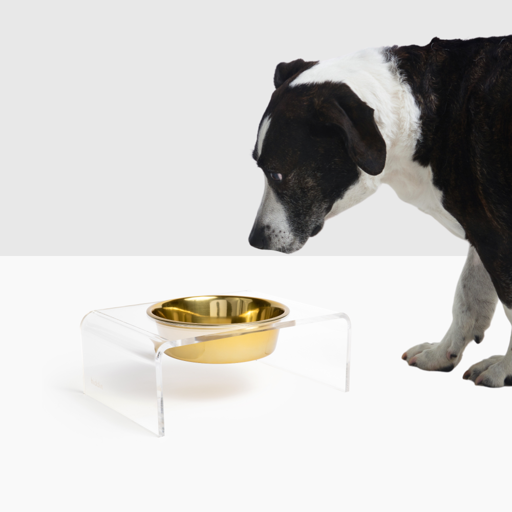 Dog bowl that opens online with collar