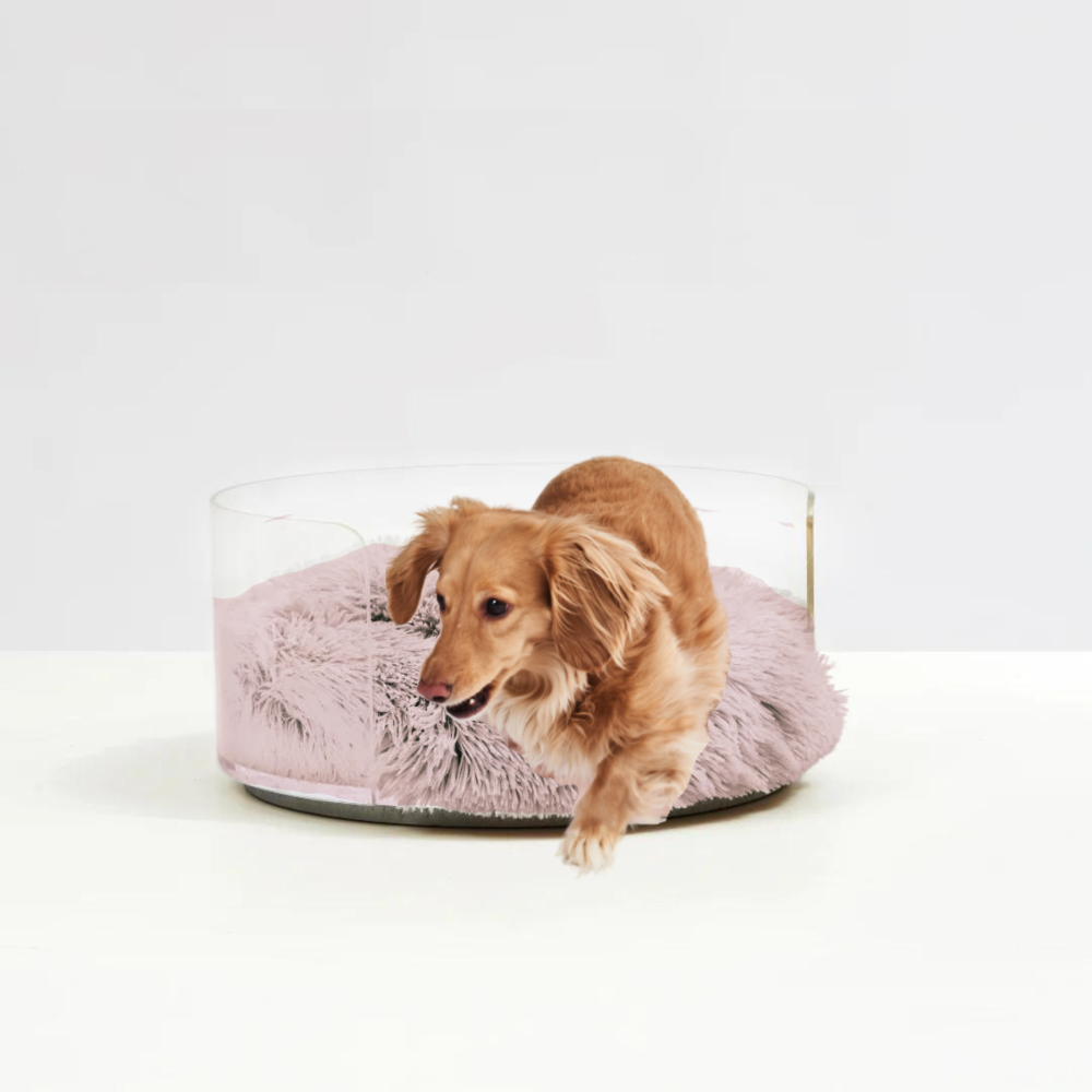 Dog sitting on Clear Round Pet Bed with Pink Donut Cushion