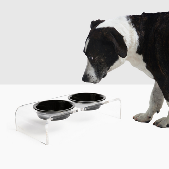 Small Clear Double Pet Bowl Feeder with Color Bowls | Options