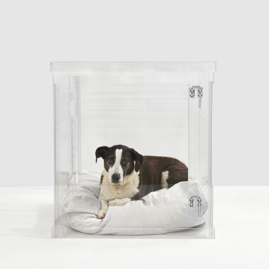 Clear Dog Crate to Gate | Medium