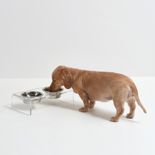 Small Clear Double Pet Bowl Feeder with Silver Bowls | Options