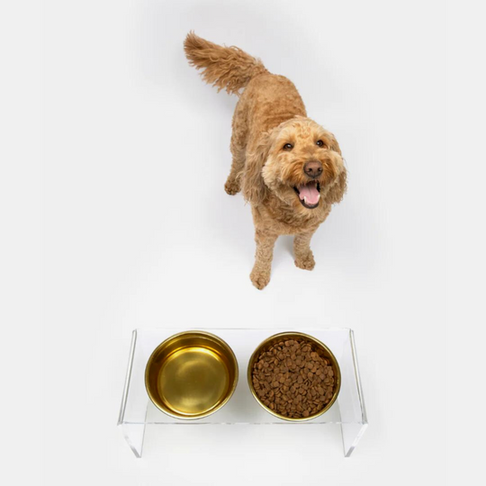 Medium Clear Double Pet Bowl Feeder with Gold Bowls | Options