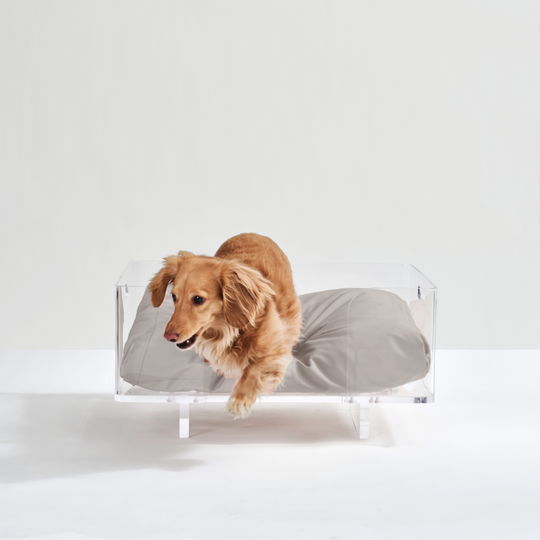 Clear Rectangular Lucite Dog Bed