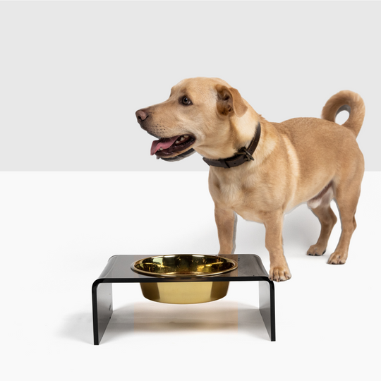 Dog with Smoke Grey Single Bowl Pet Feeder