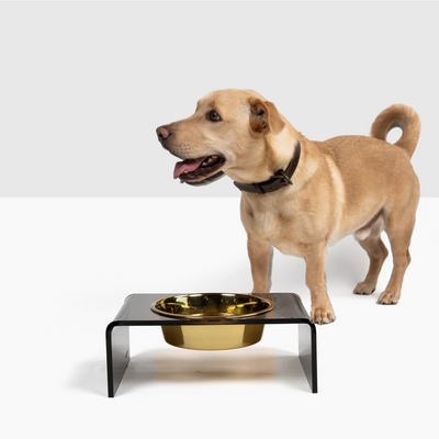 Clear Acrylic Dog Feeders Modern Elevated Dog Bowls Hiddin