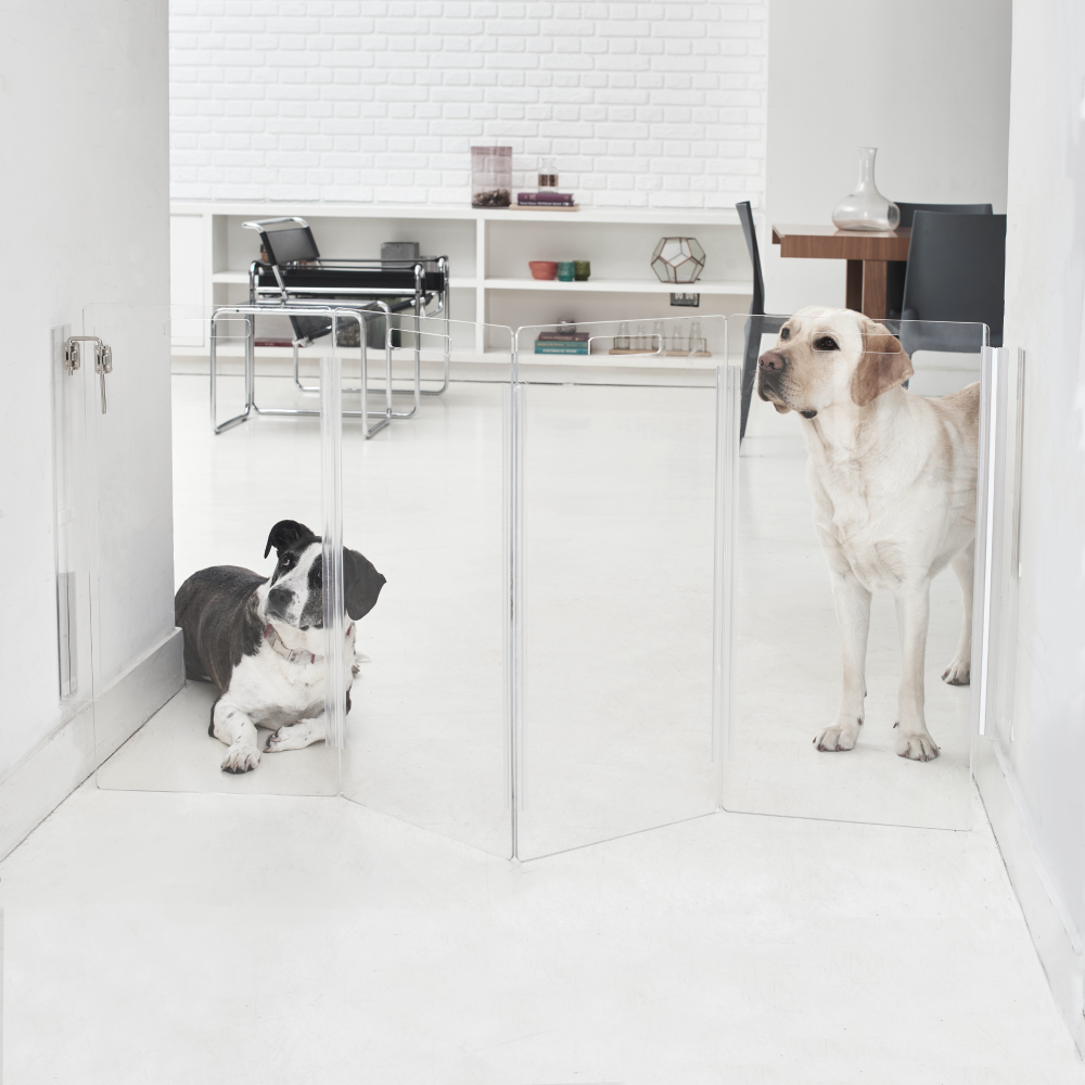 White and black dog behind clear pet gate