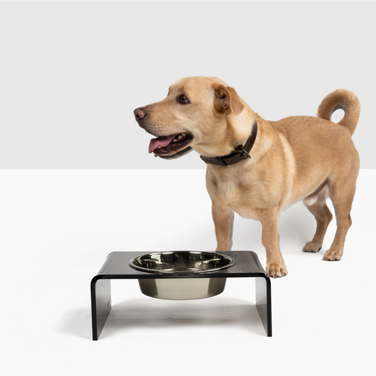 Smoke Grey Single Bowl Pet Feeder | Options