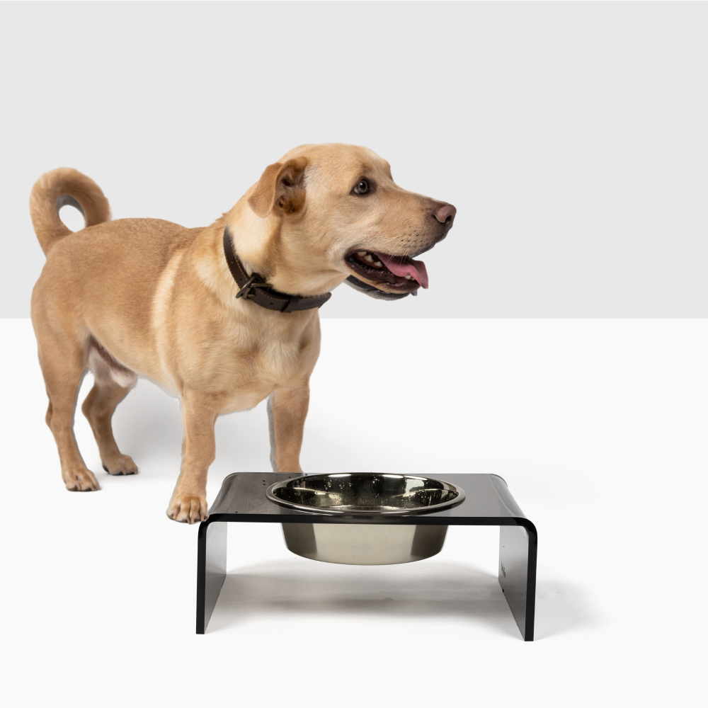 Single bowl best sale elevated dog feeder