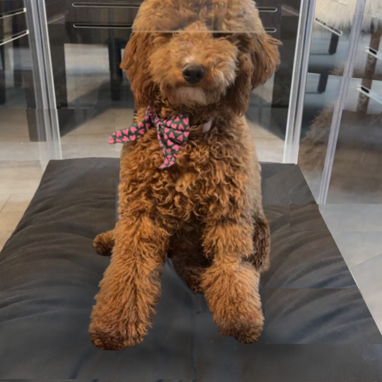 Large Crate (Gold Latch)