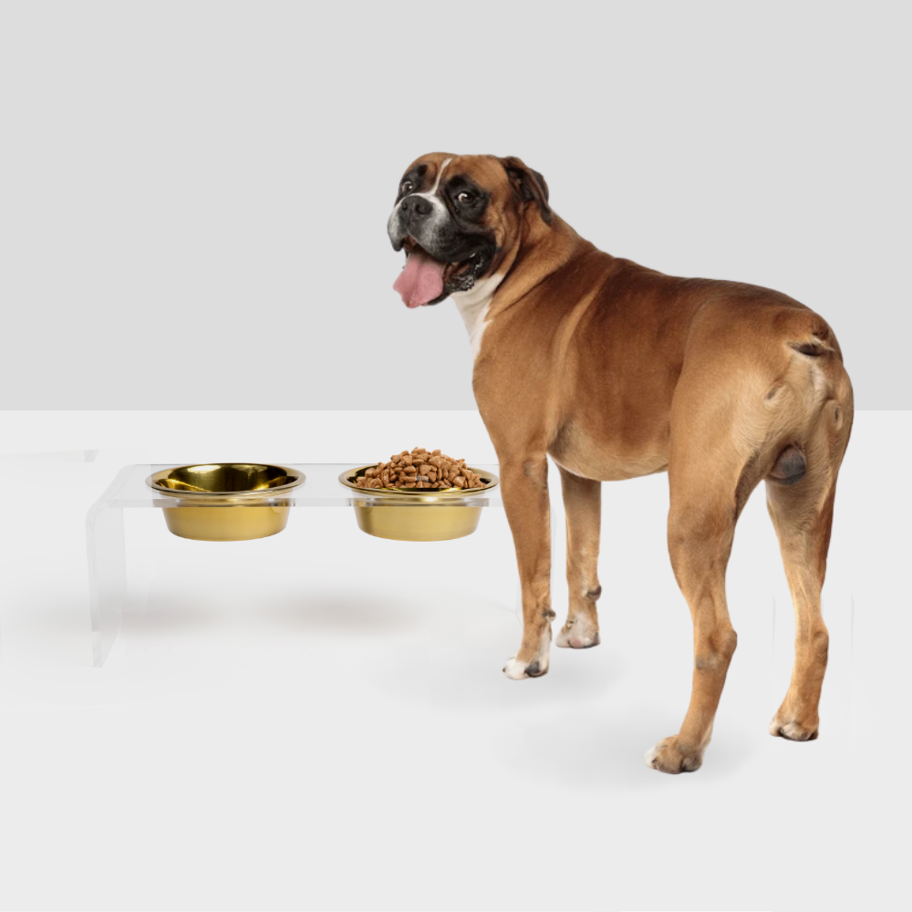 Medium Gold Dog Feeder