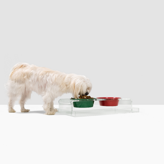 A white dog eating out of a acrylic dog feeder