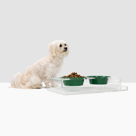 Dog is standing next to a double dog feeder