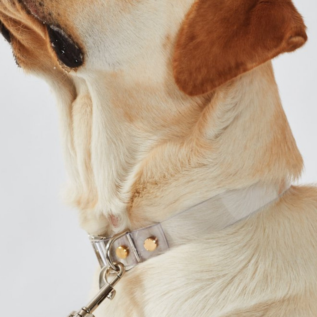 Clear Dog Collar | Options