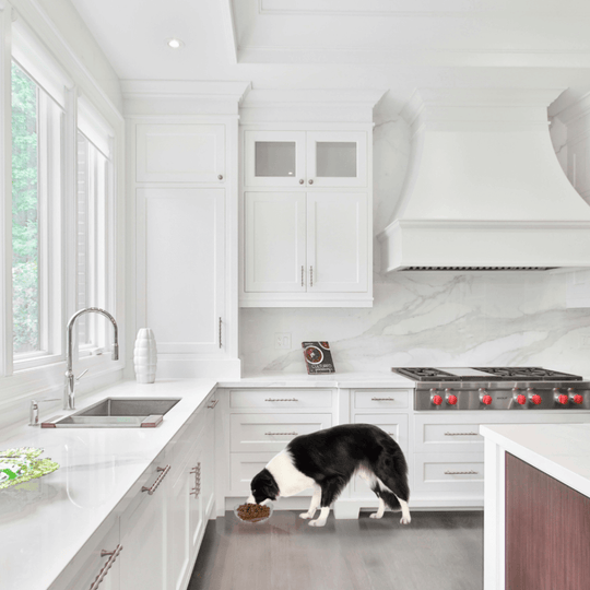 Single Glass Bowl Feeder