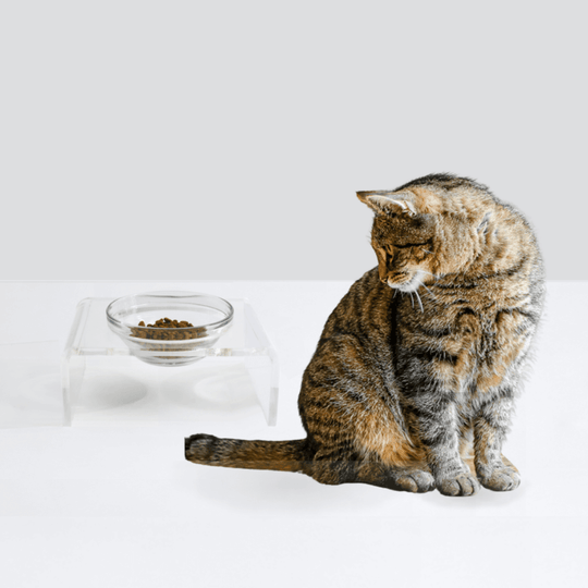 Single Glass Bowl Feeder