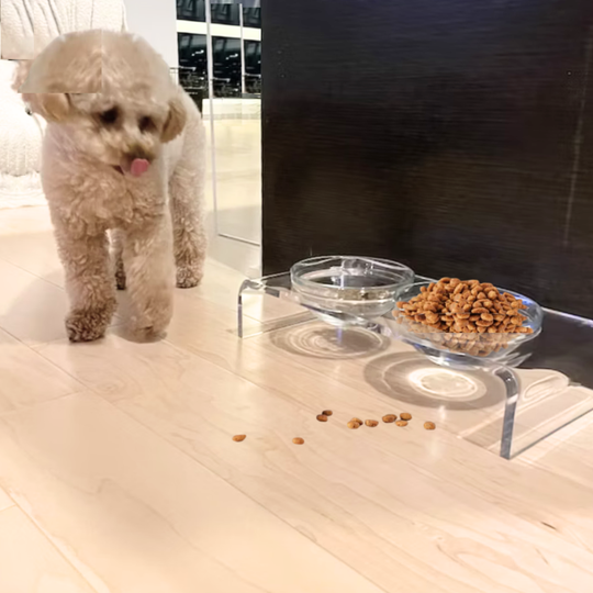 Small Glass Bowl Feeder